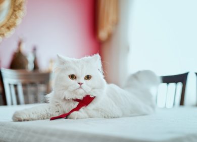 Fond d'écran d'un adorable chat persan blanc étendu sur une table