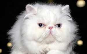 Fond d'écran d'un beau chat persan blanc aux yeux bleus