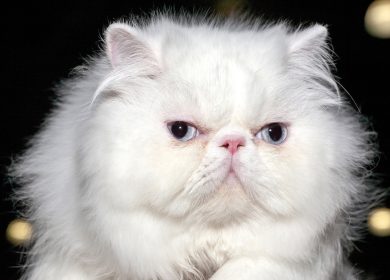 Fond d'écran d'un beau chat persan blanc aux yeux bleus