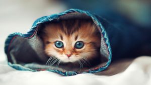 fond d'écran d'un coquet chaton persan caché dans un jeans