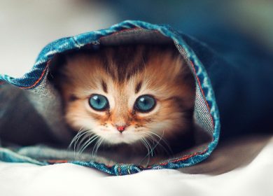 fond d'écran d'un coquet chaton persan caché dans un jeans