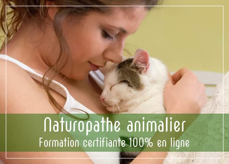 Formation en ligne naturopathie animale