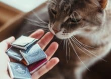 Le chocolat est-il dangereux pour les chats?