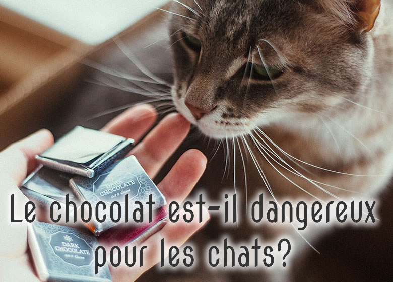 Le chocolat est-il dangereux pour les chats?