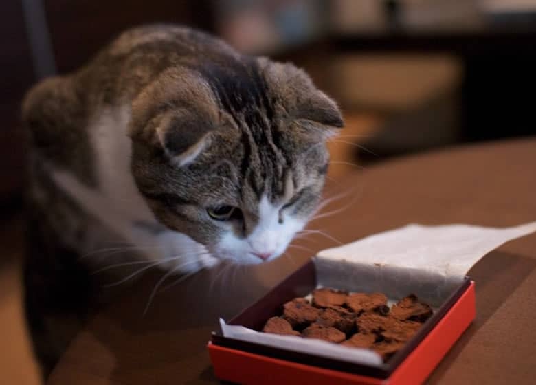 Danger du chocolat pour les chats