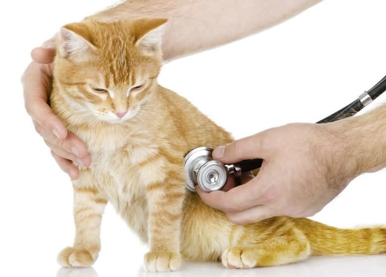 Vétérinaire qui vérifie le rythme cardiaque d'un chat suite à un empoisonnement