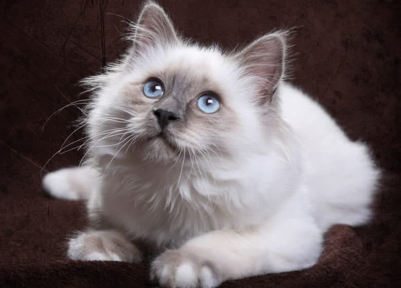 Adorable chat Sacré de Birmanie avec de beaux yeux bleus