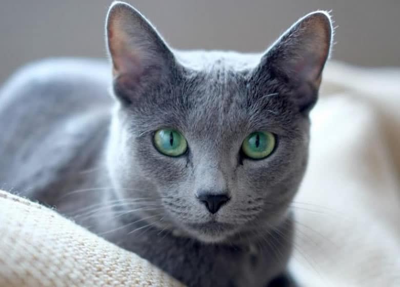 Un chat Bleu Russe majestueux qui fixe la caméra