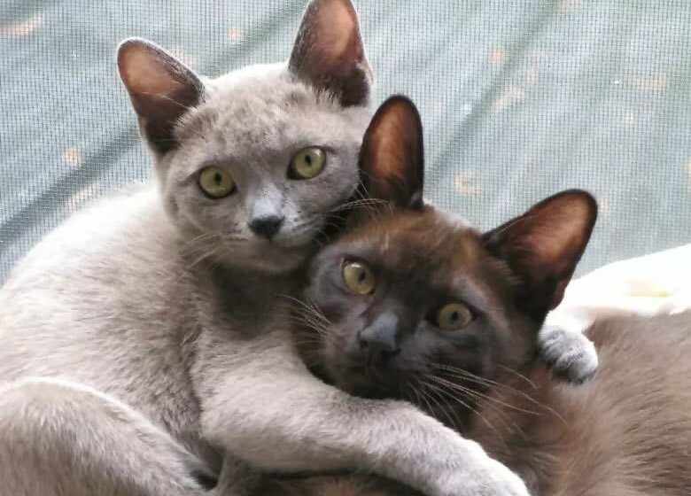 Jolis chats Burmese enlacés