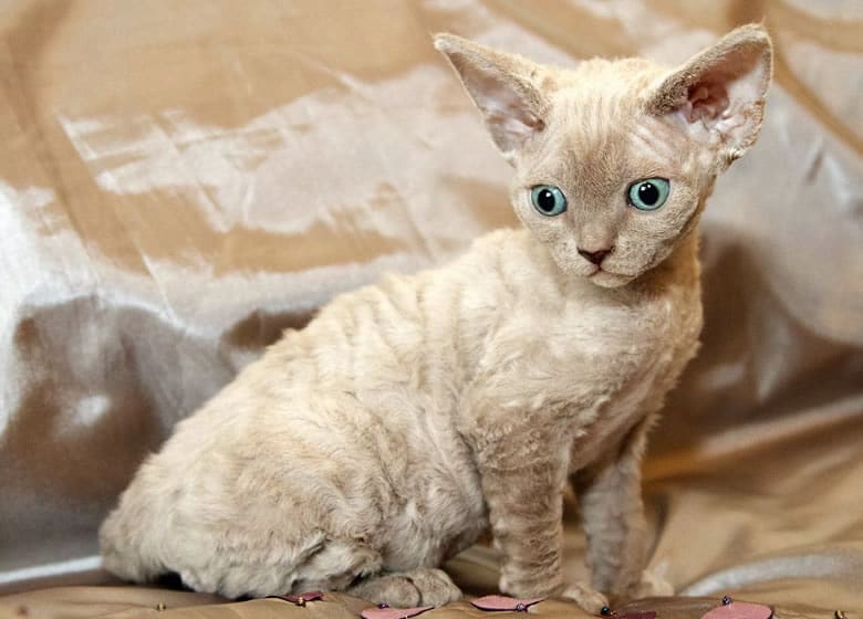 Adorable chaton beige Devon Rex