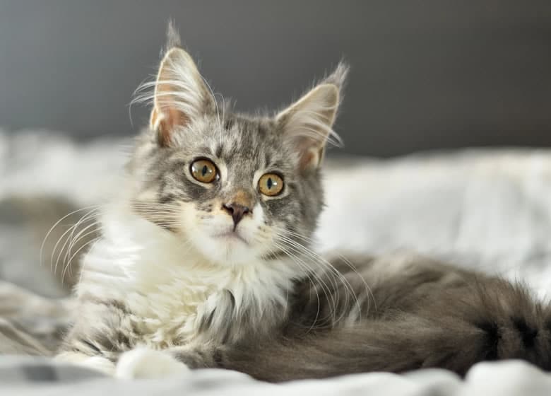 Magnifique chaton Maine Coon étendu sur un lit