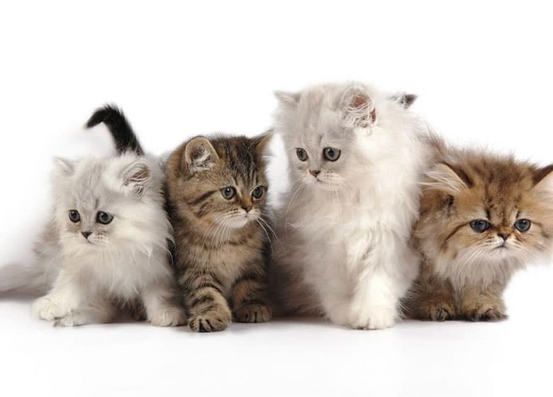 Quatre adorables chatons Persan