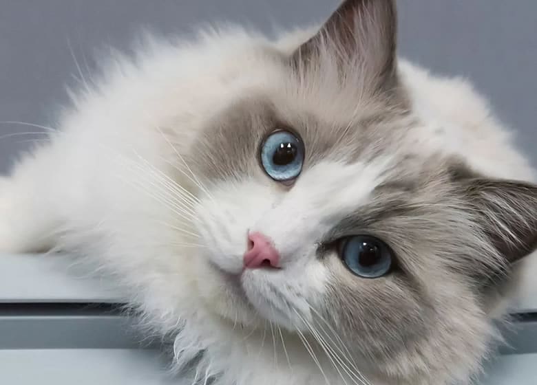 Superbe chat Ragdoll étendu et qui fixe la caméra