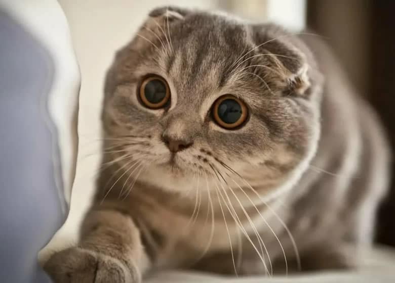 Un magnifique chat Scottish Fold avec de beaux grands yeux ronds