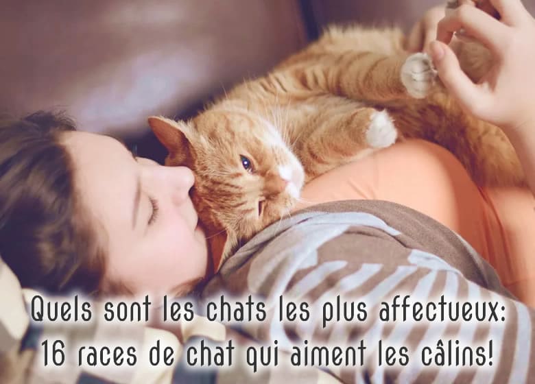 Un chat affectueux couché sur sa propriétaire