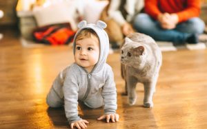 Wallpaper d'un jeune enfant à quatre pattes avec un chat gris