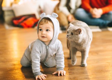 Wallpaper d'un jeune enfant à quatre pattes avec un chat gris