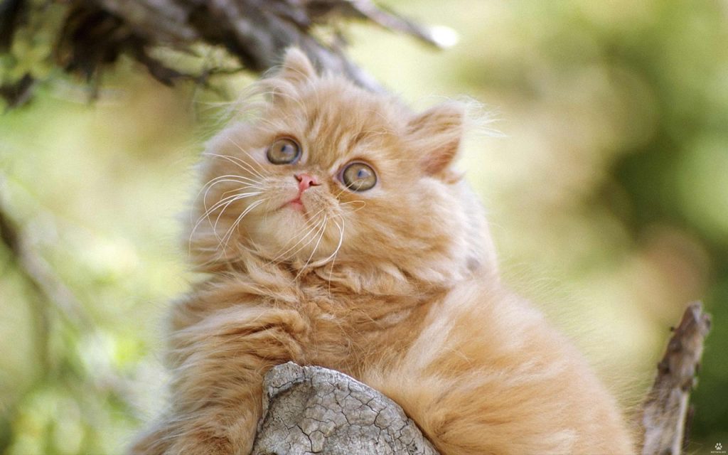 Wallpaper d'un magnifique chaton persan roux sur une branche