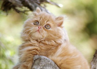 Wallpaper d'un magnifique chaton persan roux sur une branche