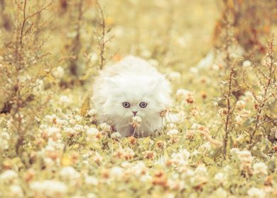 Wallpaper d'un superbe chat persan dans un jardin de fleurs jaunes