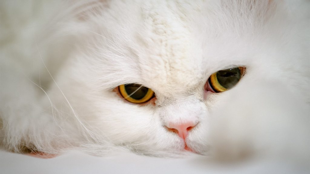 Wallpaper du visage d'un beau chat persan blanc aux yeux jaunes