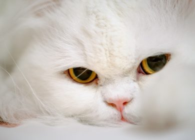 Wallpaper du visage d'un beau chat persan blanc aux yeux jaunes