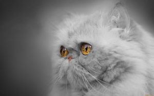 Wallpaper du visage d'un chat Persan gris avec des yeux exceptionnels