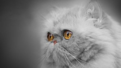 Wallpaper du visage d'un chat Persan gris avec des yeux exceptionnels