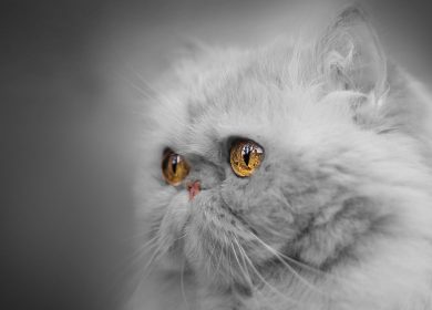 Wallpaper du visage d'un chat Persan gris avec des yeux exceptionnels