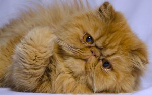 Wallpaper d'un magnifique chat persan aux yeux dorés