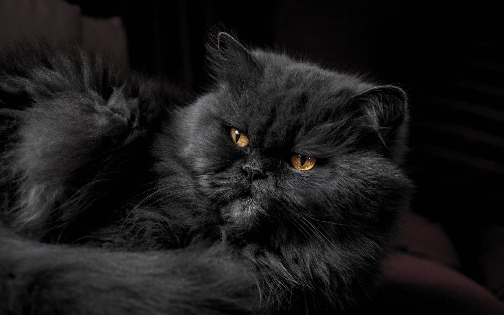 Wallpaper 4k d'un magnifique chat persan noir aux yeux dorés