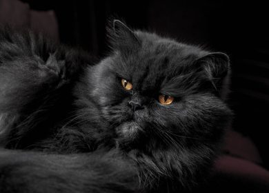 Wallpaper d'un magnifique chat persan noir aux yeux dorés