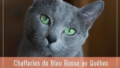 Élevages de Bleu Russe au Québec