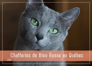 Élevages de Bleu Russe au Québec