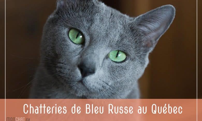 Élevages de Bleu Russe au Québec