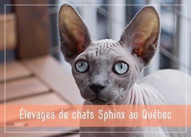 Chatteries de Sphinx au Québec