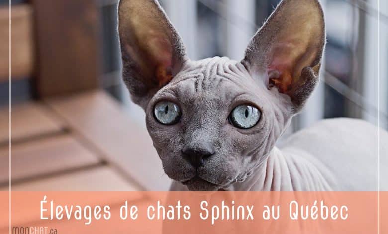 Chatteries de Sphinx au Québec