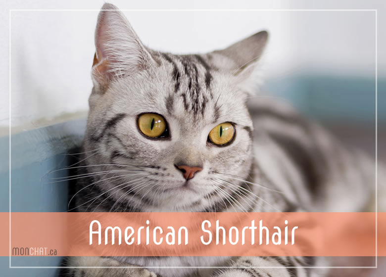 Liste des chatteries chat American Shorthair au Québec