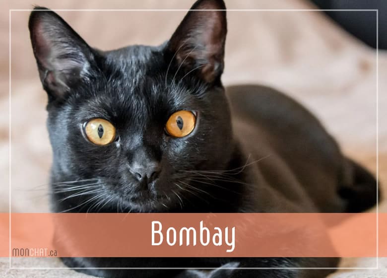 Liste des chatteries chat Bombay au Québec