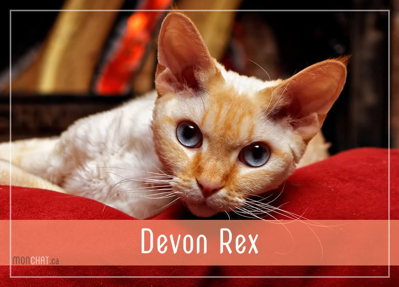 Liste des chatteries chat Devon Rex au Québec