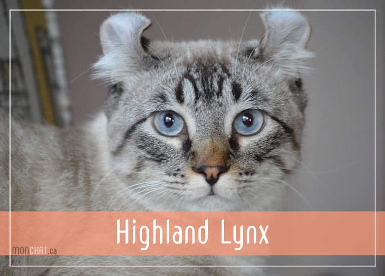 Chat highland lynx prix