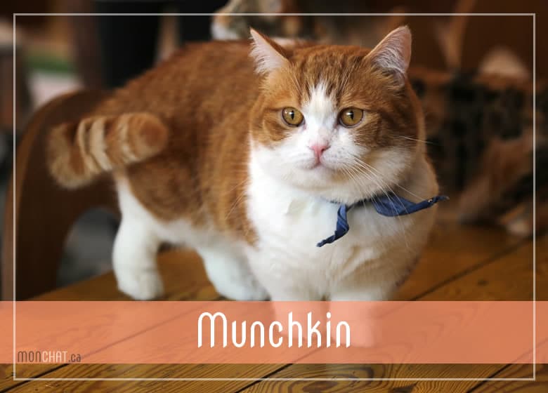 Liste des chatteries chat Munchkin au Québec