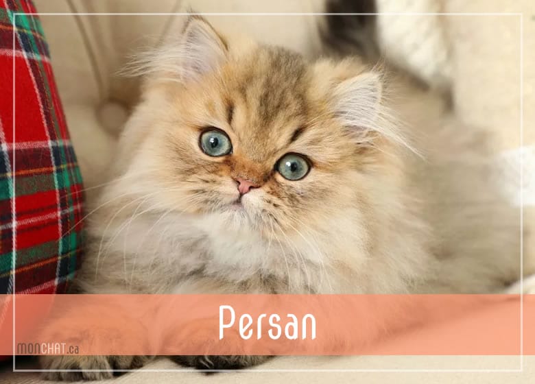 Liste des chatteries chat Persan au Québec