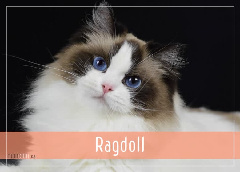 Liste des chatteries chat Ragdoll au Québec