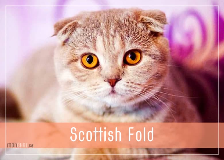 Liste des chatteries chat Scottish Fold au Québec