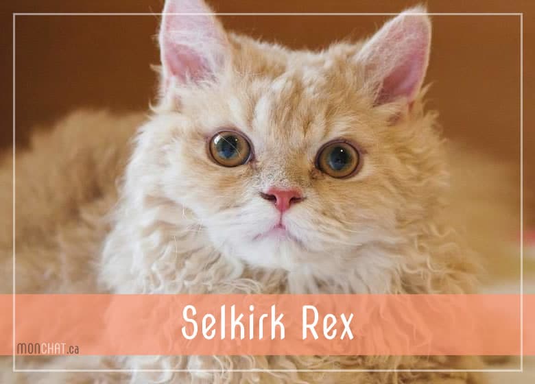 Liste des chatteries chat Selkirk Rex au Québec