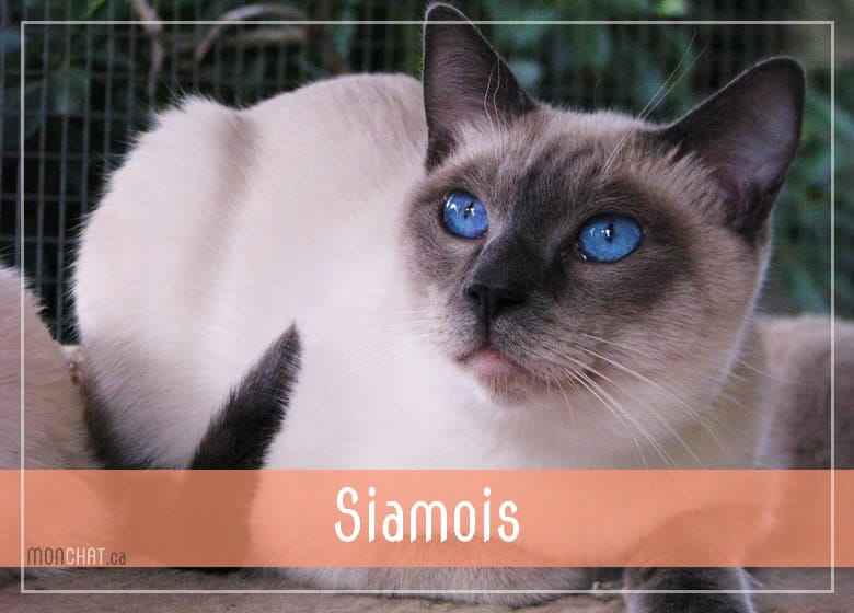 Liste des chatteries chat Siamois au Québec