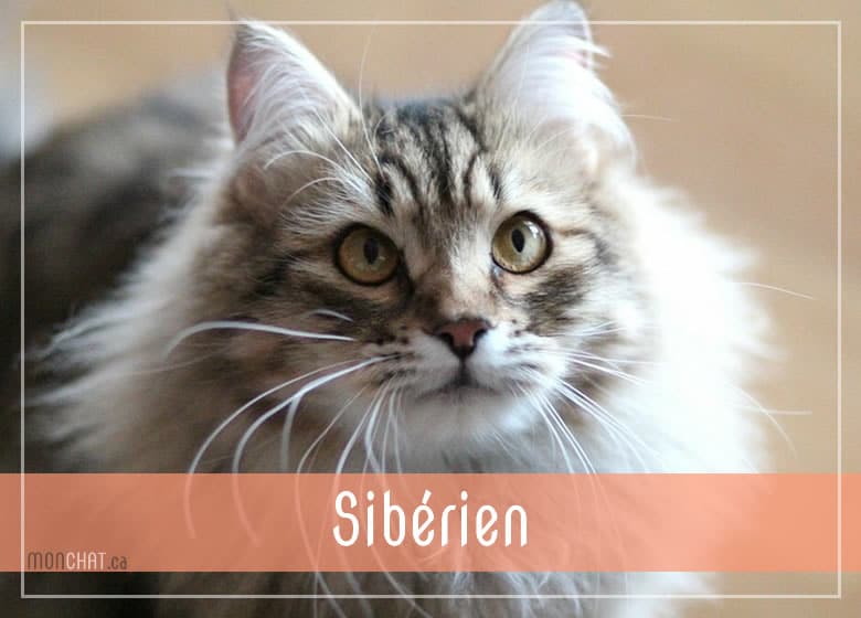 Liste des chatteries chat Sibérien au Québec
