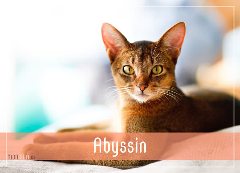 Liste des chatteries chat Abyssin au Québec