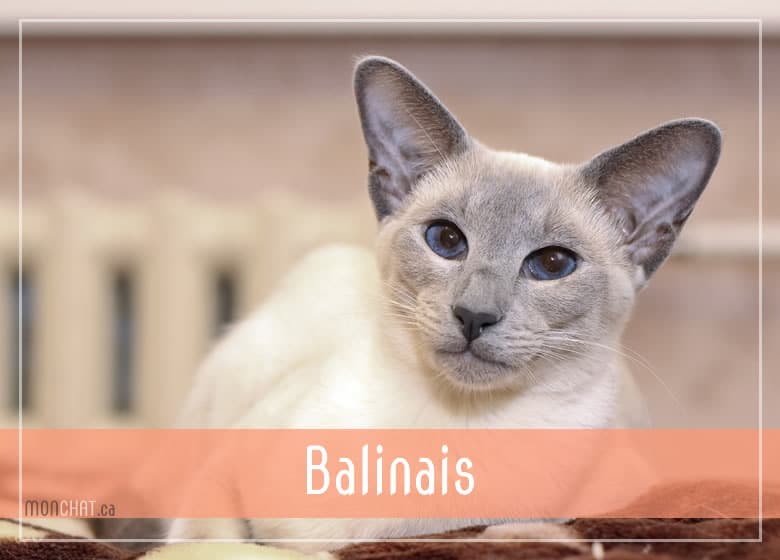 Liste des chatteries chat Balinais au Québec